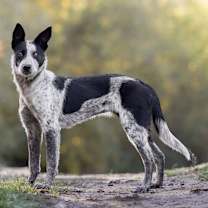 Thumbnail photo of SPRITE **she swims!** #2