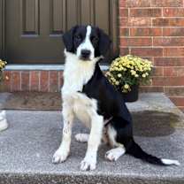 Thumbnail photo of Bella #1