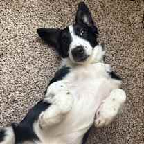 Thumbnail photo of Bella #2