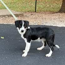 Thumbnail photo of Bella #3