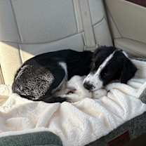 Thumbnail photo of Bella #4