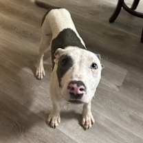 Thumbnail photo of Apollo #2