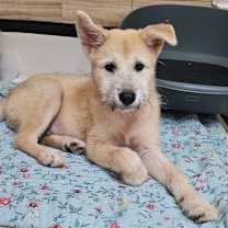 Thumbnail photo of Songpyeon #1