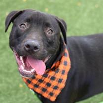 Thumbnail photo of Midnight #1