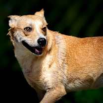 Thumbnail photo of Mimosa #1