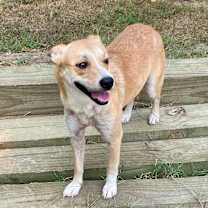 Thumbnail photo of Mimosa #3