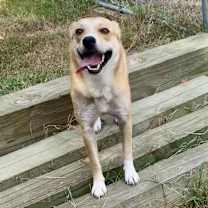 Thumbnail photo of Mimosa #4