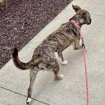 Thumbnail photo of Rasha #4