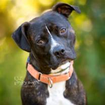 Thumbnail photo of Pickles #1