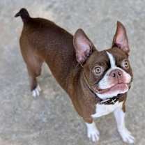 Thumbnail photo of Boots #4