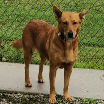 Thumbnail photo of Robin #4