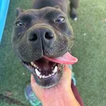 Thumbnail photo of Galadriel #3