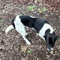 Thumbnail photo of  Brock #3