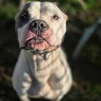 Thumbnail photo of Diamond #4