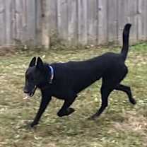 Thumbnail photo of Murphy (FOSTERED IN MD) #3