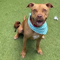 Thumbnail photo of Loki #2