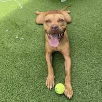 Thumbnail photo of Loki #4