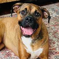 Thumbnail photo of Maple #1