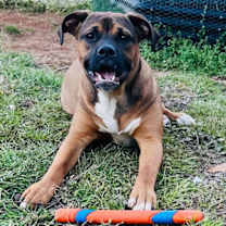 Thumbnail photo of Maple #2