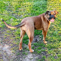 Thumbnail photo of Maple #3