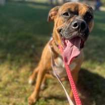 Thumbnail photo of Maple #4