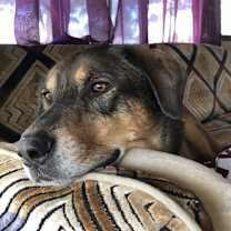 Thumbnail photo of Odin #2