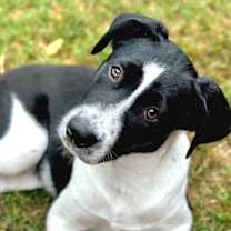 Thumbnail photo of Rascal #1