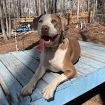 Thumbnail photo of Sage #1