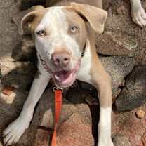 Thumbnail photo of Sage #3