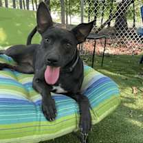 Thumbnail photo of Brandy #1