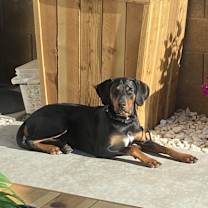 Thumbnail photo of Peanut #2