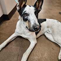 Thumbnail photo of Chuck - Shy & Sweet #2