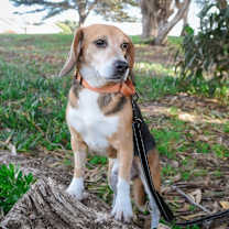 Thumbnail photo of Jack #4