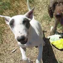 Thumbnail photo of Zuri #1