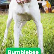 Thumbnail photo of Bumblee #1