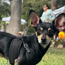 Thumbnail photo of Xing #2