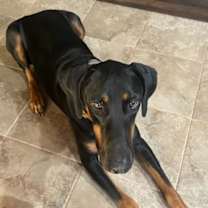 Thumbnail photo of Canik #2