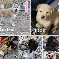 Thumbnail photo of Kestrel & the Skyborne Pups #1