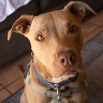 Thumbnail photo of Izzie #1