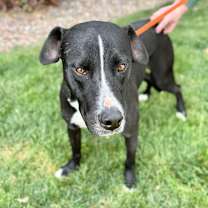 Thumbnail photo of Sanders #3