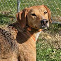 Thumbnail photo of Shorty #2