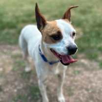 Thumbnail photo of Lucky #1