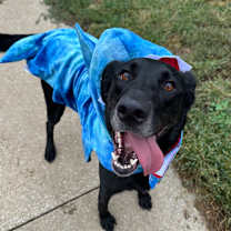 Thumbnail photo of Tory #1