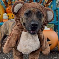 Thumbnail photo of Daisy #1