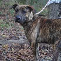 Thumbnail photo of Daisy #2