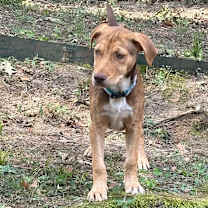 Thumbnail photo of LOUIE #1