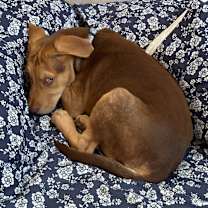 Thumbnail photo of LOUIE #3