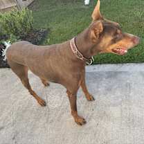 Thumbnail photo of Voss #4