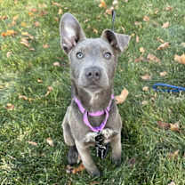 Thumbnail photo of RYDER #1