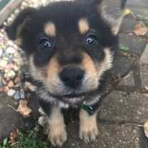 Thumbnail photo of Kit Kat #1